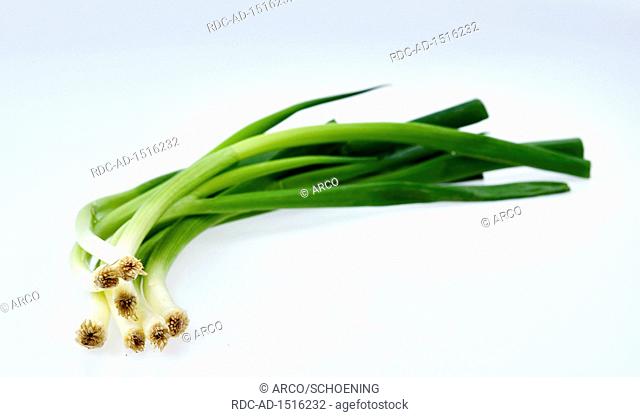 Welsh onions, Allium fistulosum