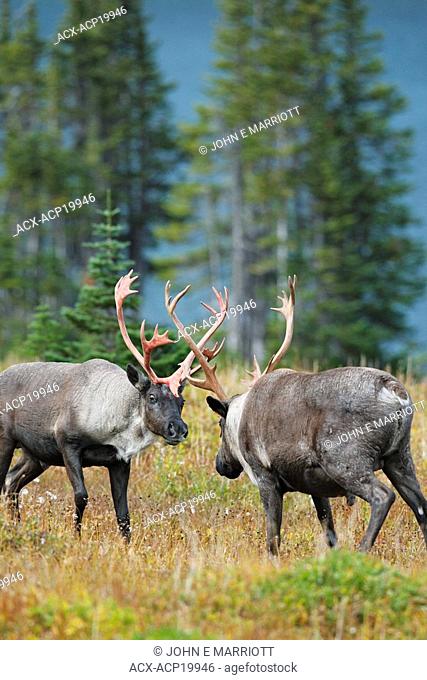 Woodland caribou bulls with full racks of antlers fighting during the autumn rut, Western Canada