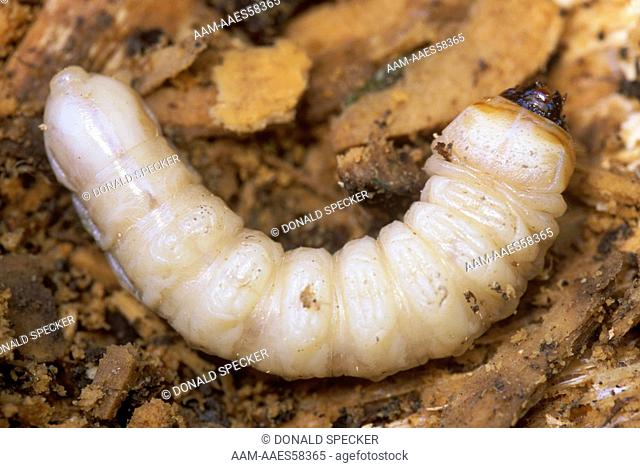 Longhorn Beetle Larva aka Broadnecked Root Borer (Prionus laticollis), NY