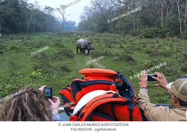 Safari, One-horned Asian rhinoceros (Rhinoceros unicornis), Chitwan National Park, Inner Terai lowlands, Nepal, Asia, Unesco World Heritage Site