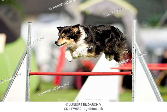 Australian Shepherd. Adult leaping over a hurdle in an agility course