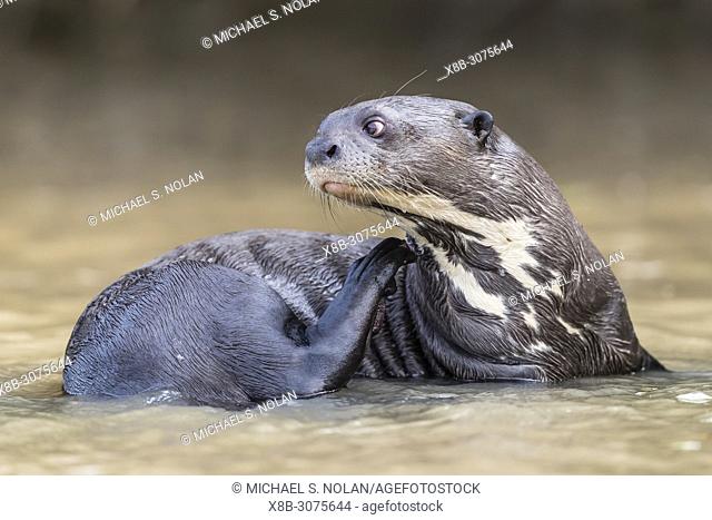 Adult giant river otter, Pteronura brasiliensis, near Puerto Jofre, Mato Grosso, Pantanal, Brazil