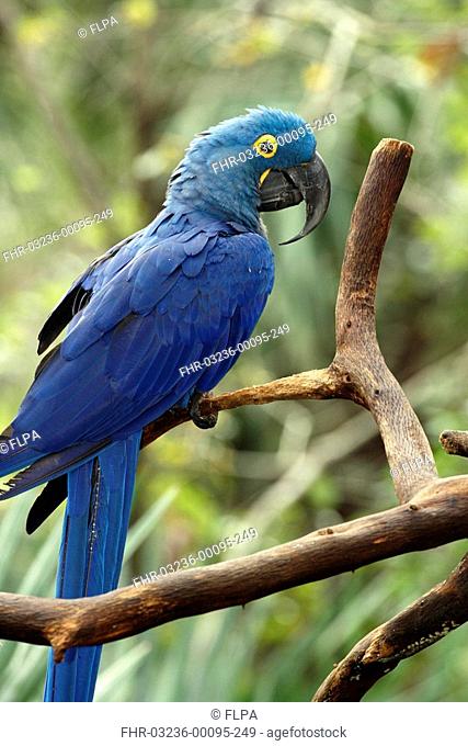 Hyacinth Macaw Anodorhynchus hyacinthinus adult perched