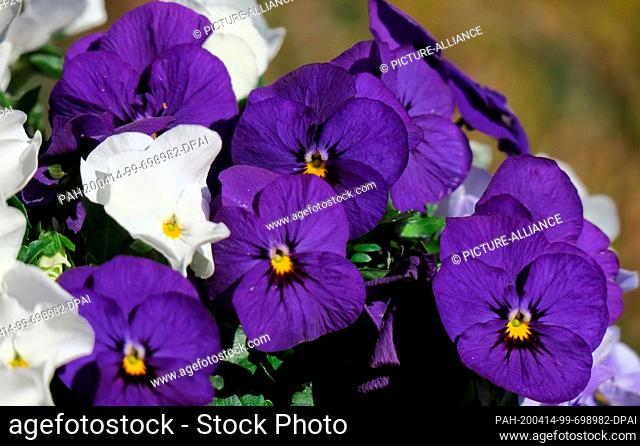 12 April 2020, Brandenburg, Oranienburg: Pansies bloom in a garden. The flowers are hardy, but should be covered in frost