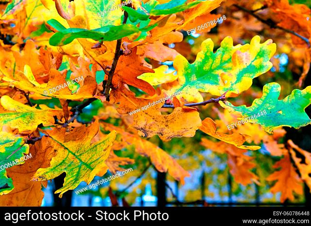 yellowed and reddened leaves of trees in autumn, autumn yellow leaves