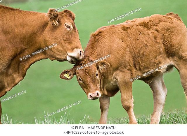 Domestic Cattle, Limousin cow grooming calf, in pasture, Dorset, England, september