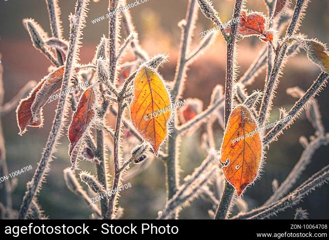 Colorful leaves covered with frost in the sunrise on a cold autumn morning in the fall