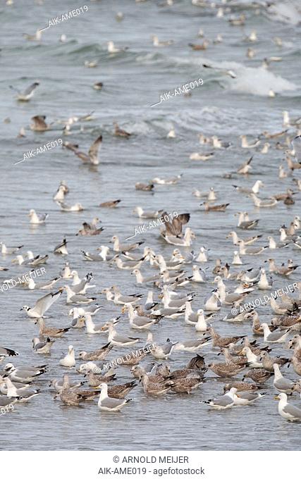 Feeding frenzy of mainlly European Herring Gulls (Larus argentatus) on the beach of Neeltje Jans in Zeeland, Netherlands