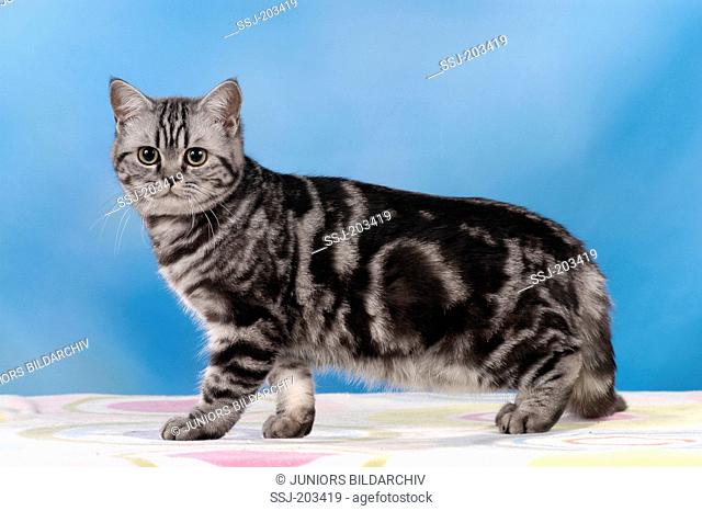 British Shorthair cat. Adult standing, seen side-on. Studio picture against a blue background. Germany