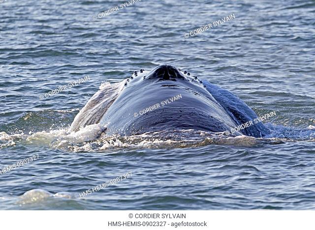 Norway, Svalbard, Nordaustlandet, Humpback whale (Megaptera novaeangliae), feeding on the surface, horizontal feed, mouth open laterally to take the plankton