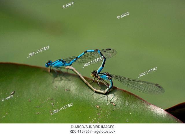 Common blue damselfly, mating