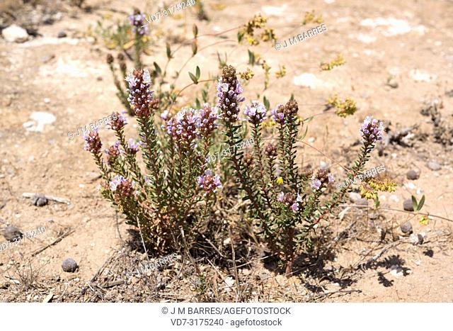 Coris hispanica is a subshrub endemic to Almeria and Granada. This photo was taken in Sorbas (Karst en yesos), Almeria province, Andalucia, Spain