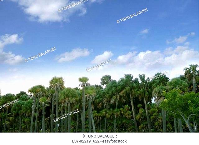 Palm tree forest in Florida blue summer tropical sky