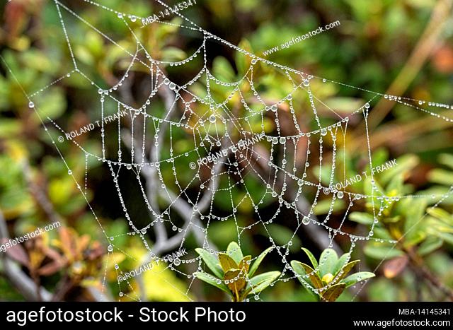 kleinwalsertal, austria, water droplets on a spider web