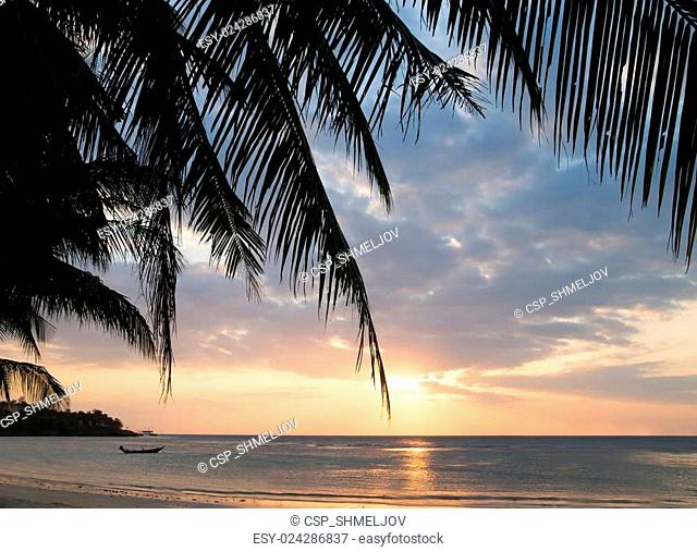 Beautiful view of sunset on the beach. Palm in a sunlight