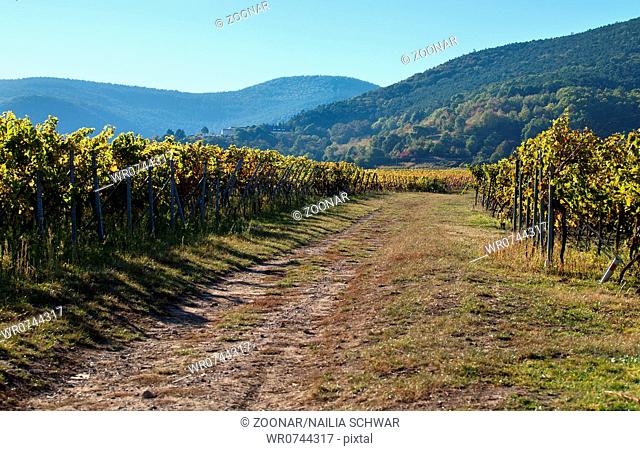 Vineyards in Rhineland Palatinate