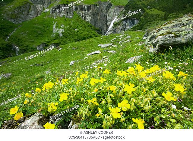 A high Alpine valley with wild flowers at Bargis in Switzerland