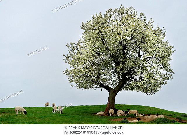 A blossom tree, Germany, city of Ìhrde, 24. April 2018. Photo: Frank May | usage worldwide. - Ührde/Niedersachsen/Germany