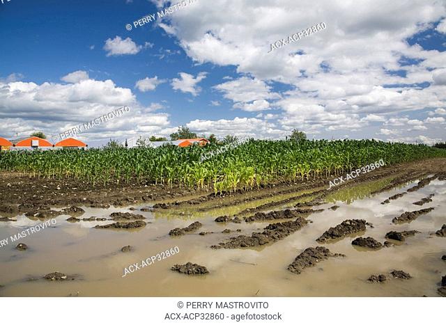 Corn Field flooded with excess Rain Water due to the effects of Climate Change, Laval, Quebec, Canada