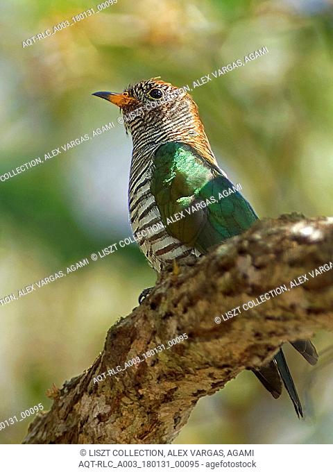 Female Asian Emerald Cuckoo, Asian Emerald Cuckoo, Chrysococcyx maculatus