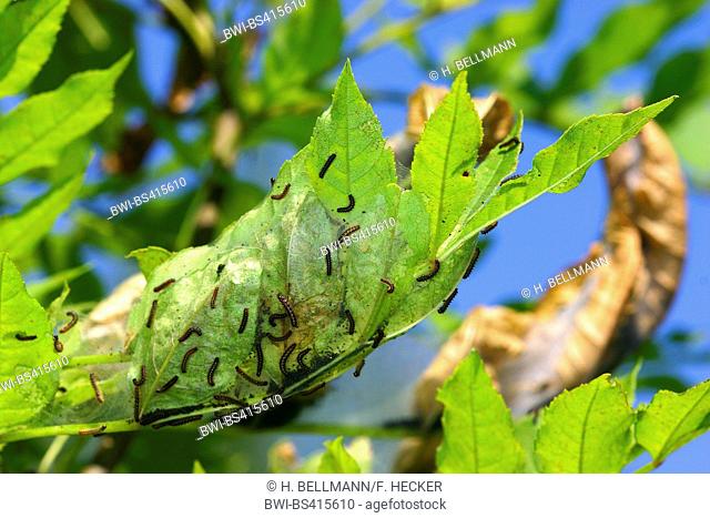 Scarce fritillary (Euphydryas maturna, Hypodryas maturna), many caterpillars on a ash leaf, Germany
