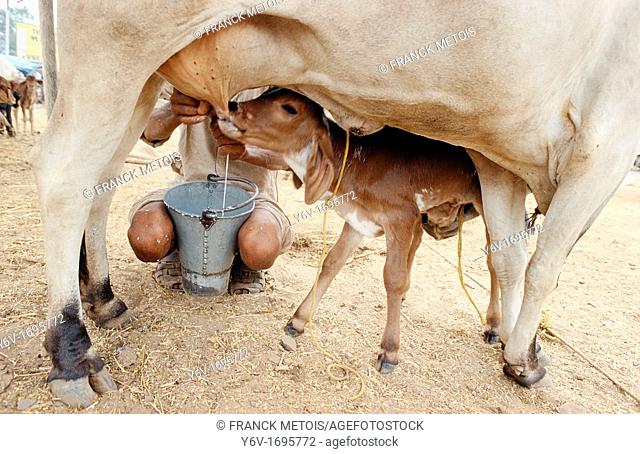 A man is milking a cow while the calf is suckling in Rajasthan, India