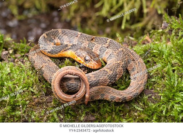 Red-bellied water snake, Nerodia erythrogaster erythrogaster, endemic to the United States