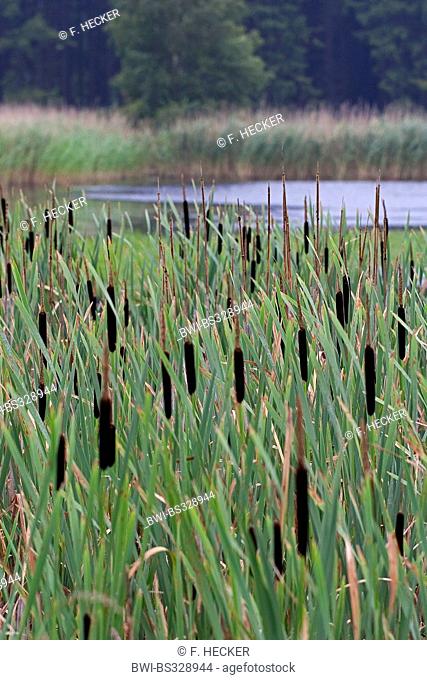 common cattail, broad-leaved cattail, broad-leaved cat's tail, great reedmace, bulrush (Typha latifolia), on a pond shore, Germany