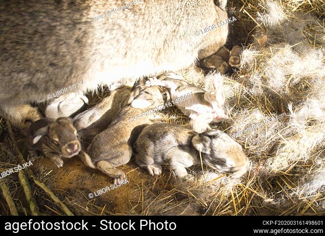 domestic rabbit, straw bedding in hutch, bunny, kit, kitten, four days newborn litter in nest, nestling, nest, eight days old litter, on March 16, 2020