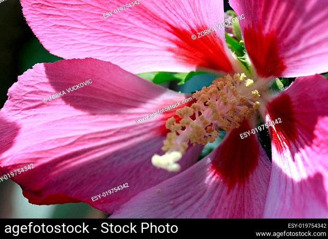 flower Malvaceae Malva moschata-hibiscus