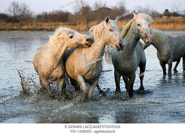 CAMARGUE HORSE, HERD STANDING IN SWAMP, SAINTES MARIE DE LA MER IN THE SOUTH OF FRANCE