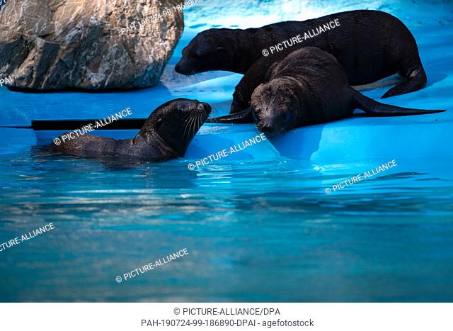 24 July 2019, North Rhine-Westphalia, Duisburg: The sea lion boys are looking for a cool place to cool off from the summer heat in the shade and water of their...
