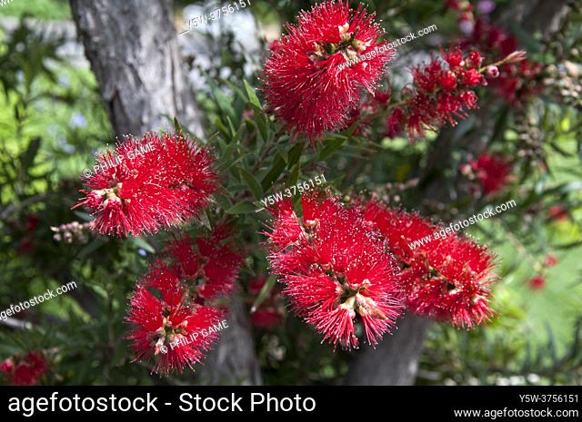 Red bottlebrush or callistemon (Callistemon citrinus or Melaleuca citrina, an Australian native) in flower, Melbourne