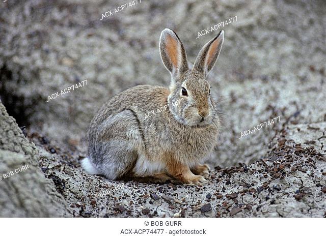 Nuttall's Cottontail (Sylvilagus nuttallii) (Mountain Cottontail) Adult Rabbit. Active early morning and late evening. Not a social species