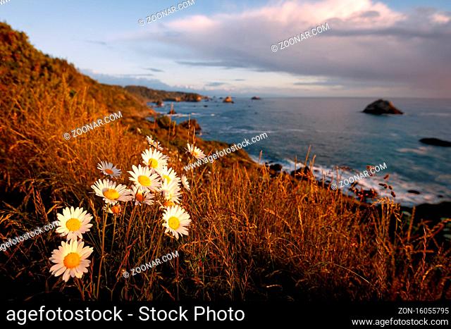 Flowers in the foreground of a beautiful sunset at a rocky beach in Northern California