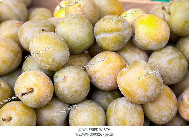 Greengages (Prunus domestica), close-up