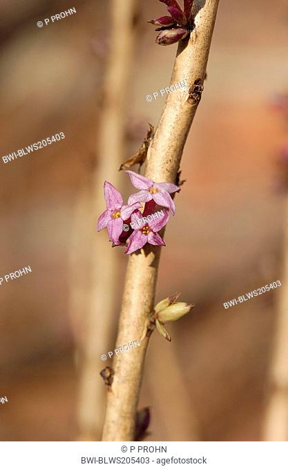 mezereon, February daphne Daphne mezereum, blooming