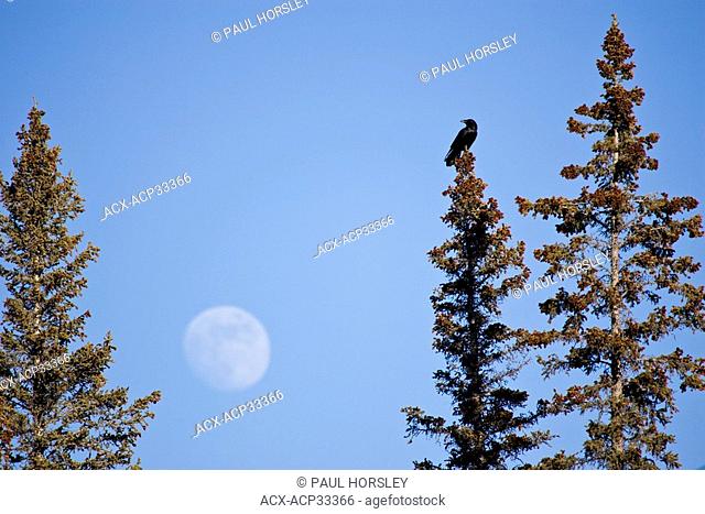 Common Raven Corvus corax sitting on the top of a tree with a large moon behind