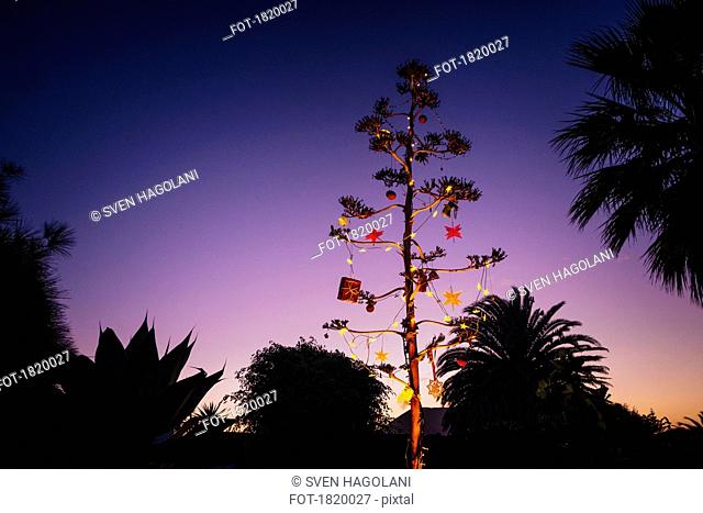 Agave blossom tree decorated with Christmas ornaments, Costa Teguise, Lanzarote, Spain