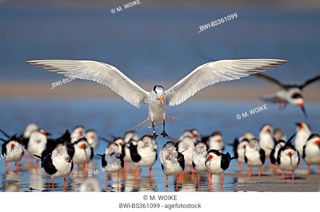 royal tern (Thalasseus maximus, Sternea maxima), bird lands in a flock of terns, USA, Florida