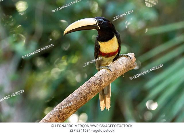 Black-necked Aracari (Pteroglossus aracari) perched on tree branch, in Sooretama, Espíto Santo, Brazil. Atlantic forest biome