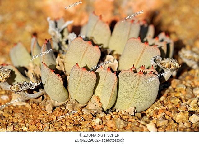 Cheiridopsis sp., kissenbildende Zwergform, Aizoaceae, Mesembs, Goegap Naturreservat, Namakwaland, Südafrika / Cheiridopsis sp