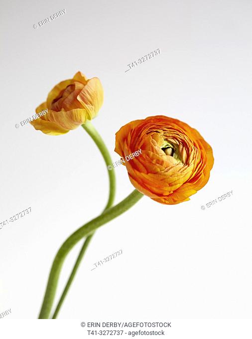 A pair of orange rununculus flowers photographed against a white background