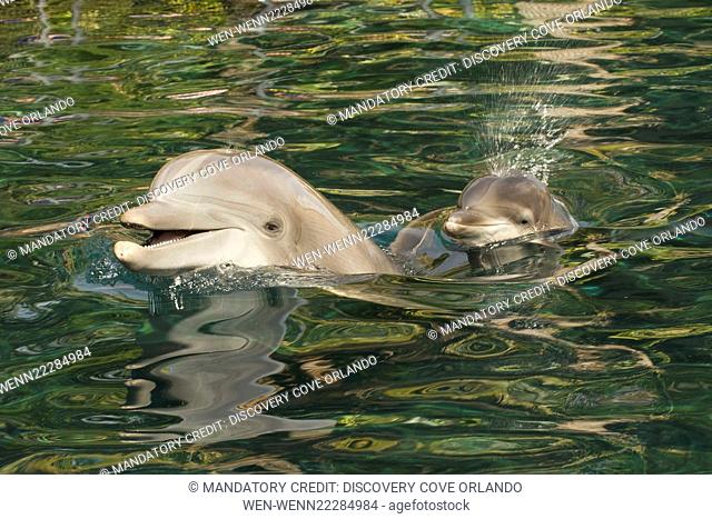 Female Atlantic Bottlenose Dolphin Born at Discovery Cove Discovery Cove in Orlando welcomes Dolphin Awareness Month with the birth of a female Bottlenose...