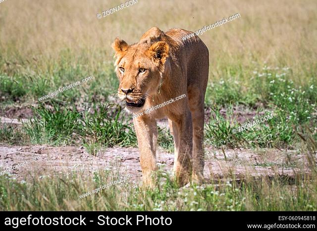 Lion walking towards the camera in the Central Kalahari, Botswana