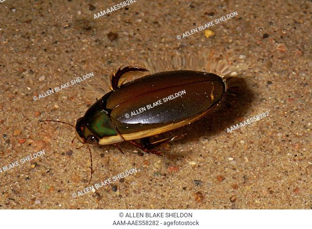 Predaceous Diving Beetle (Dytiscus sp.) Trempealeau County, WI Captive