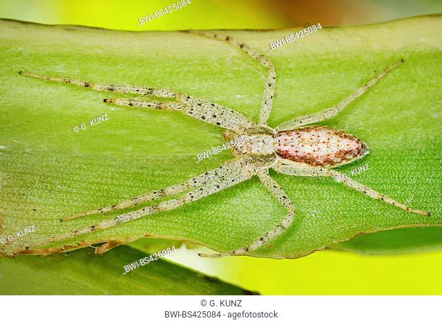 running crab spiders, philodromids, philodromid spiders (Philodromidae), sits on a leaf, Costa Rica