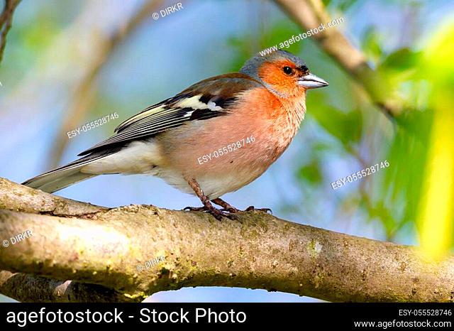 Common Chaffinch (Fringilla coelebs) sitting in a tree in the nature reserve Moenchbruch near Frankfurt, Germany
