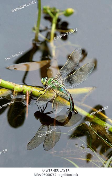 blue emperor while oviposition, Anax imperator
