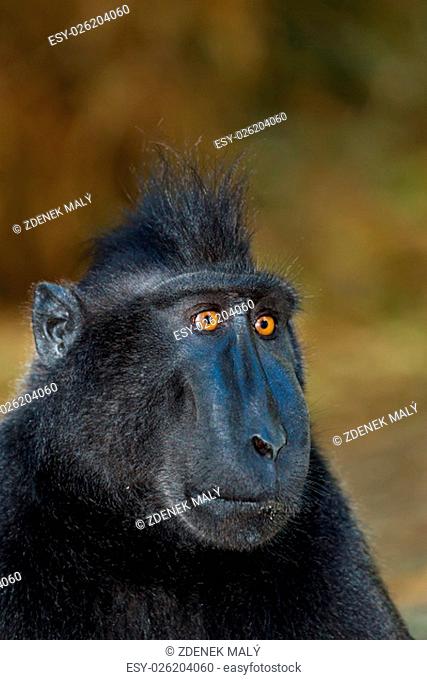 Celebes crested macaque as black monkey, Sulawesi, Indonesia